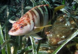 Snorkeling – Western Part (Calanque du Blé, Pointe des Chevaliers)